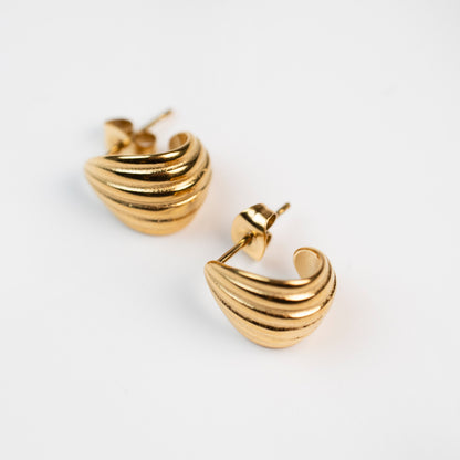 The seashell orchid erring